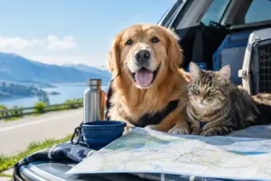 Relocation Route Planning for Pets That Works