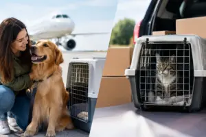 Pet Relocation Versus Self Shipping Compared